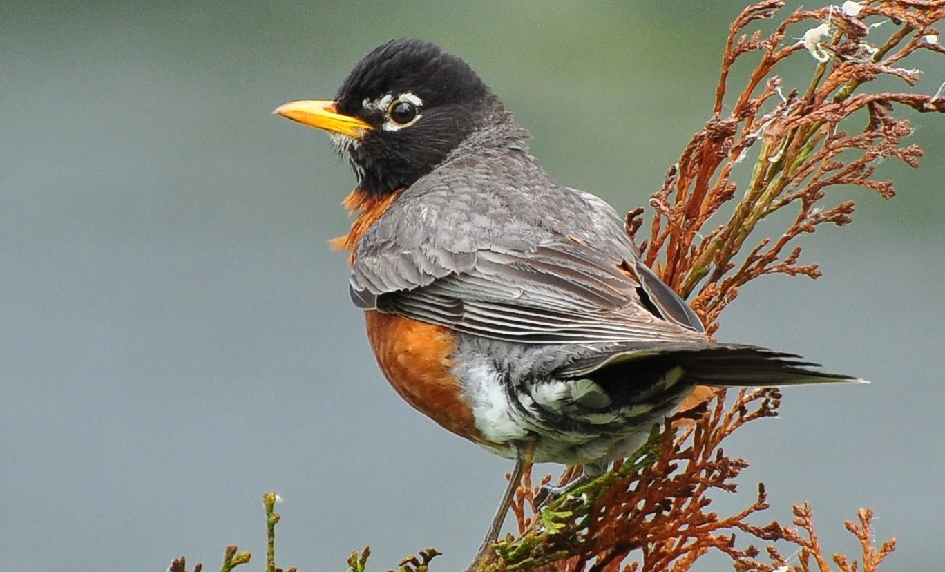 Robin in February